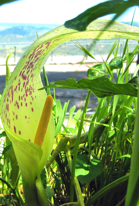 arum?