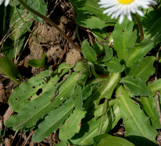 ancora margheritine - Bellis sp.