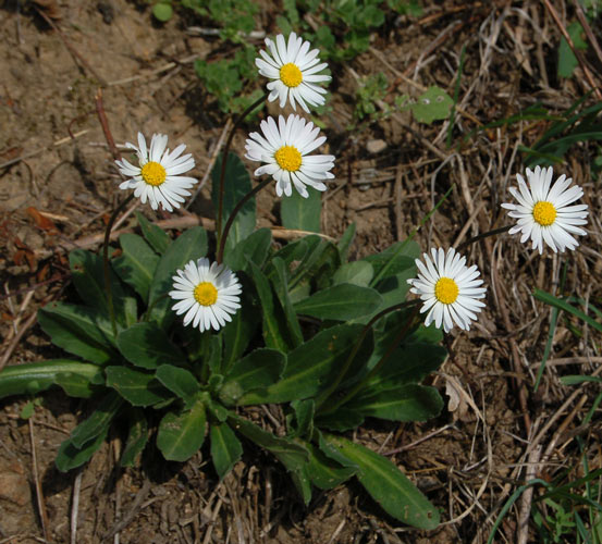 ancora margheritine - Bellis sp.