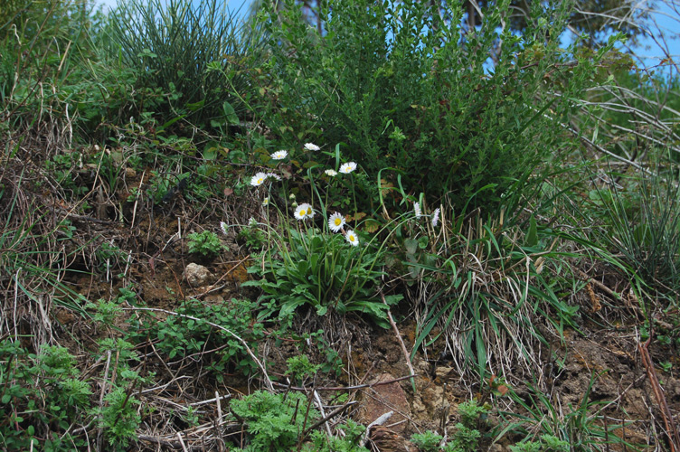 ancora margheritine - Bellis sp.