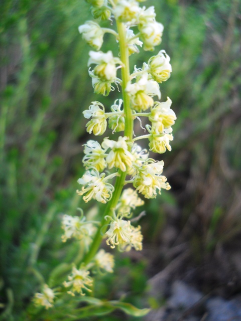 Reseda sp.