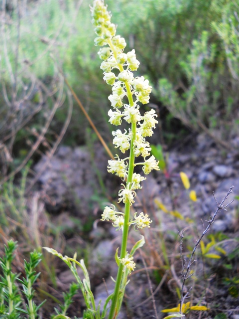 Reseda sp.