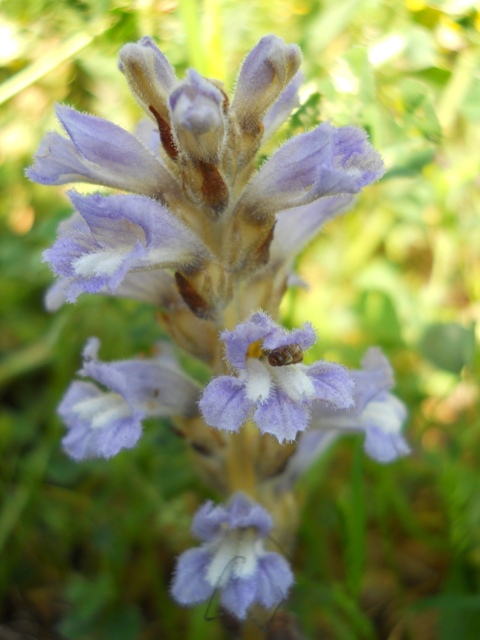 Orobanche ramosa?