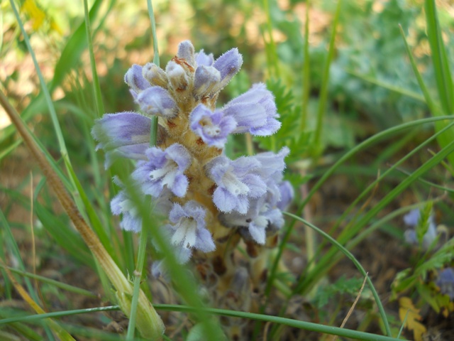 Orobanche ramosa subsp. nana (=Phelipanche nana)