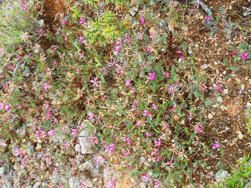 Sulla capitata