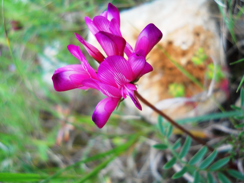 Sulla capitata