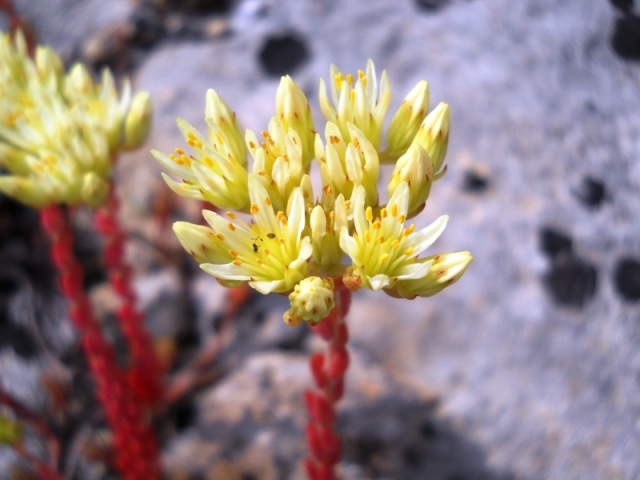 Petrosedum ochroleucum / Borracina biancastra