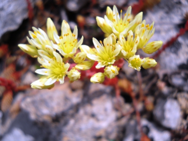 Petrosedum ochroleucum / Borracina biancastra