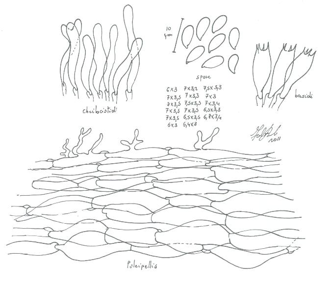 Ritrovamenti sopra tronco morto di Quercia -