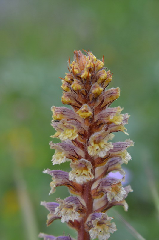 Orobanche da determinare