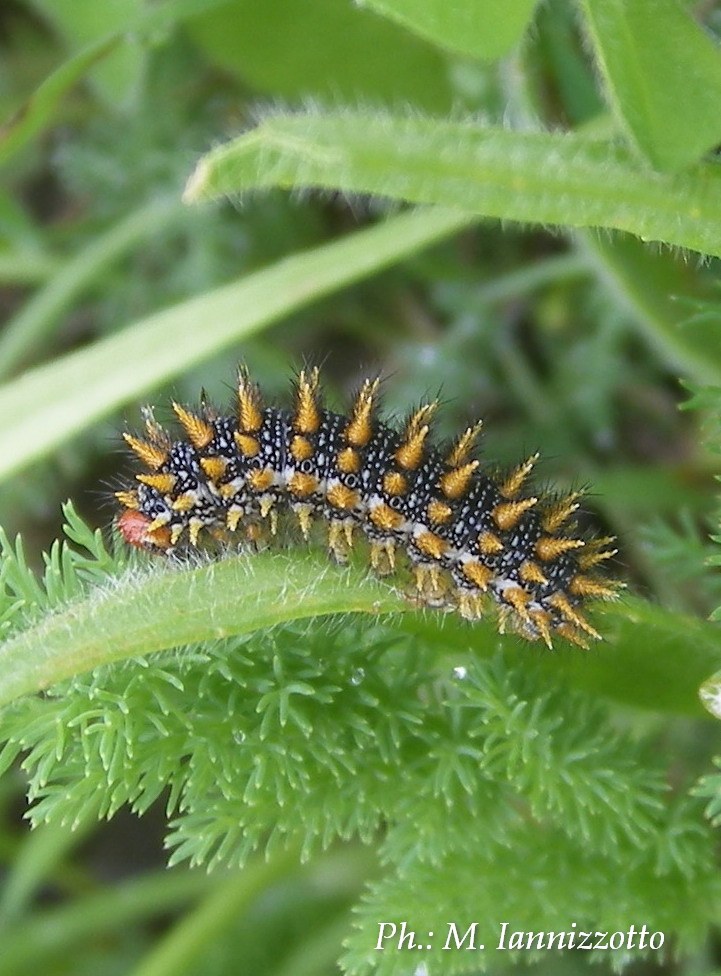 Larva da identificare - Melitaea didyma, Nymphalidae