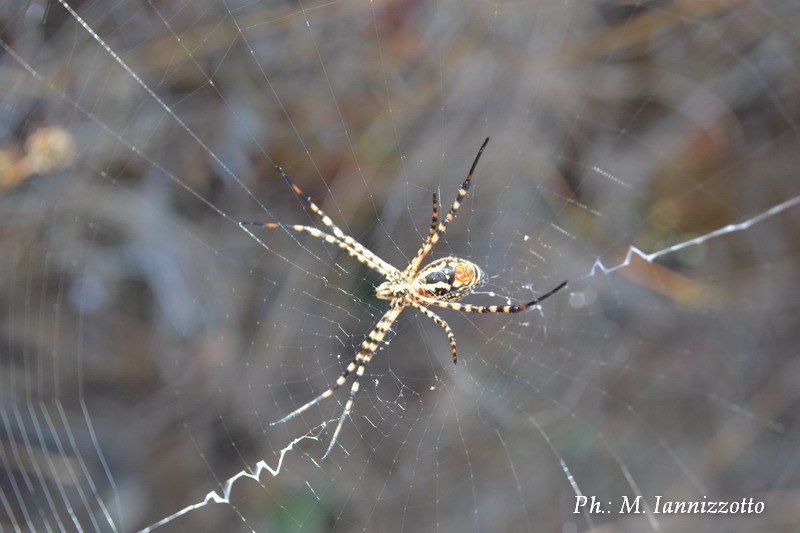 Argiope trifasciata!