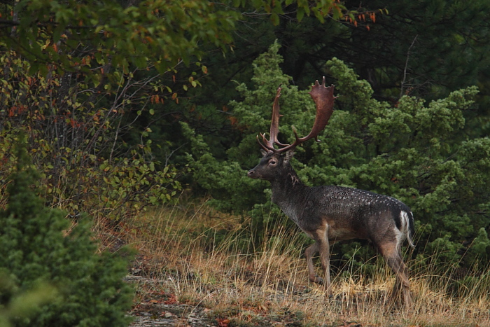 Daino: colorazione del mantello e altro...