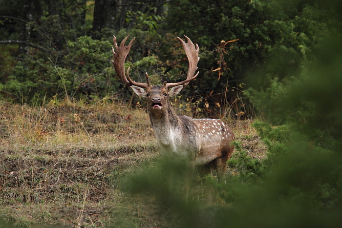 Daino: colorazione del mantello e altro...