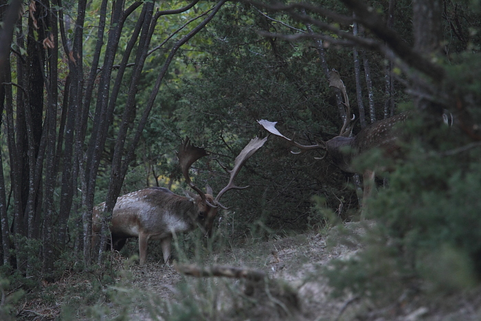 Daino: colorazione del mantello e altro...