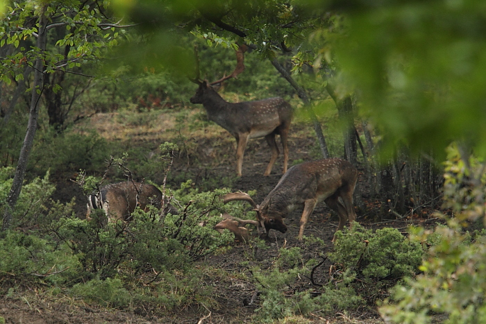 Daino: colorazione del mantello e altro...