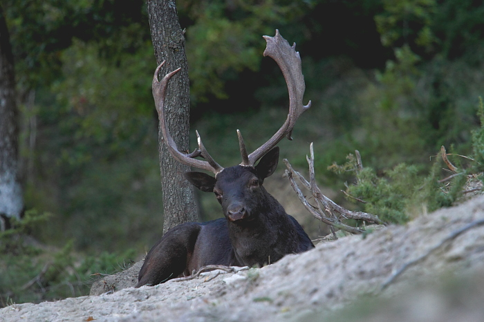 Daino: colorazione del mantello e altro...