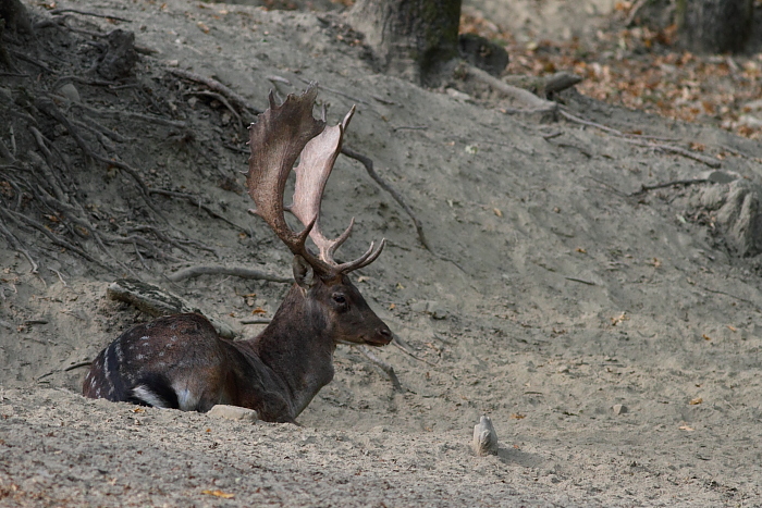 Daino: colorazione del mantello e altro...