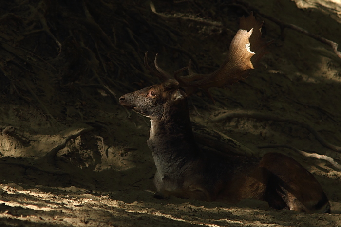 Daino: colorazione del mantello e altro...