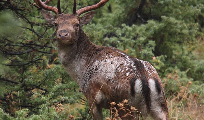 Daino: colorazione del mantello e altro...