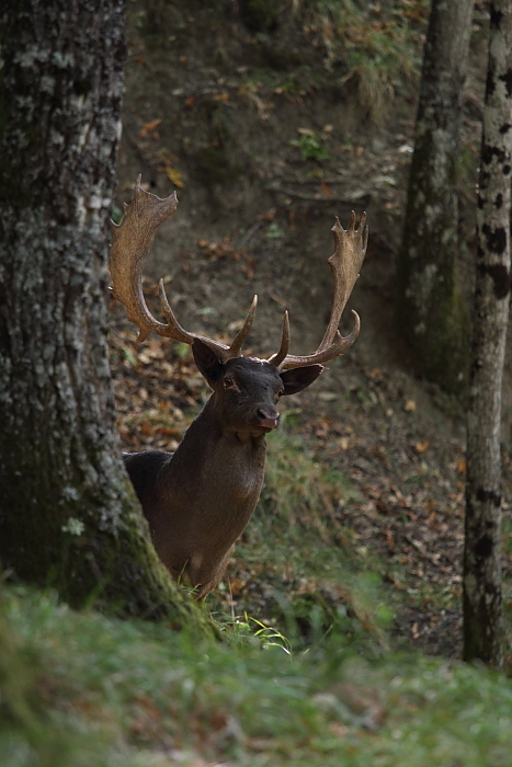 Daino: colorazione del mantello e altro...