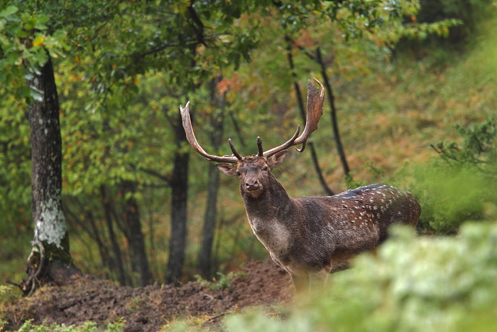 Daino: colorazione del mantello e altro...