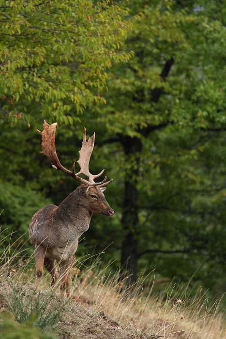Daino: colorazione del mantello e altro...