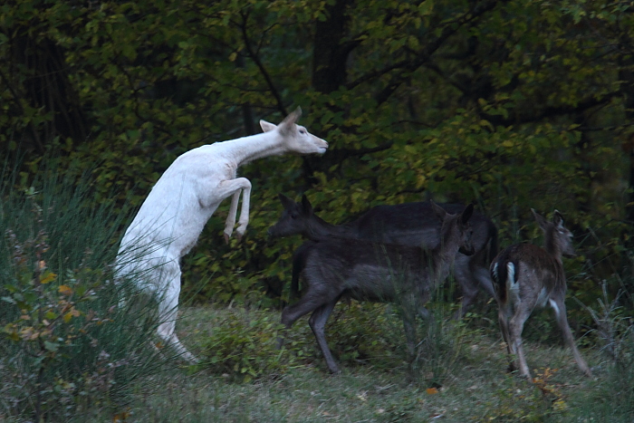 Daino: colorazione del mantello e altro...