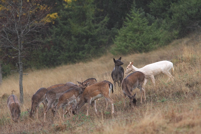 Daino: colorazione del mantello e altro...