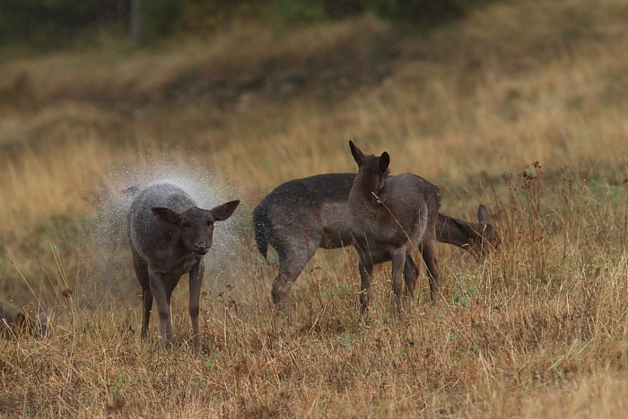 Daino: colorazione del mantello e altro...