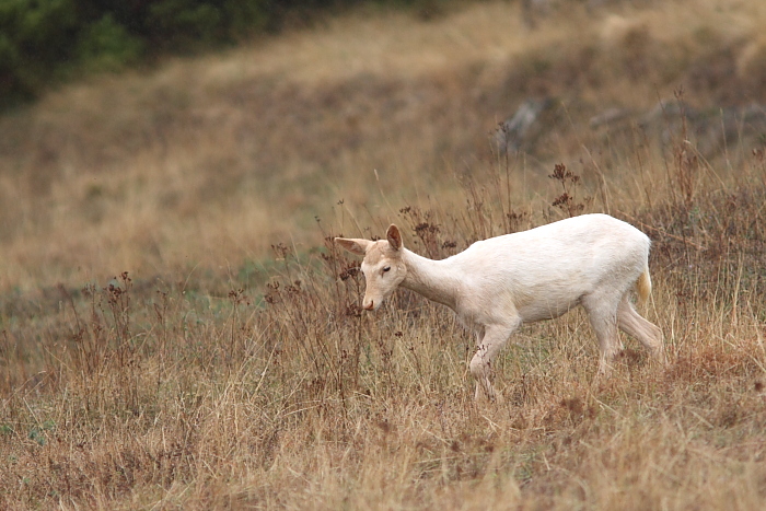 Daino: colorazione del mantello e altro...