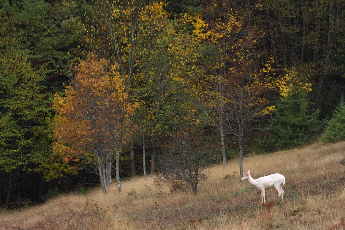 Daino: colorazione del mantello e altro...