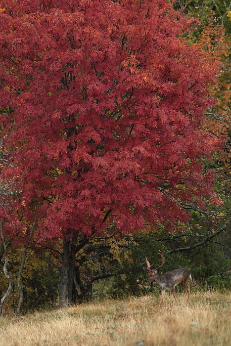 Daino: colorazione del mantello e altro...