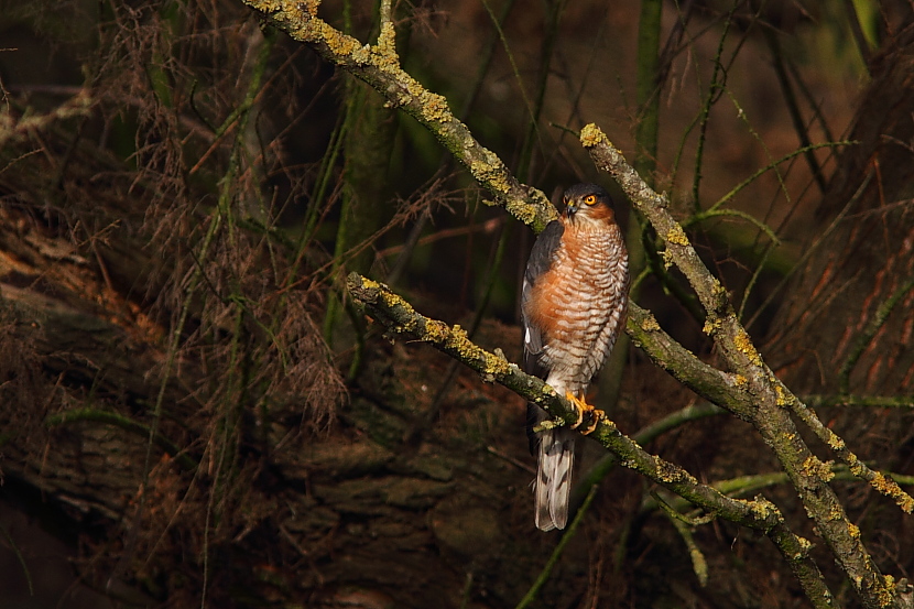 Sparviere - Accipiter nisus