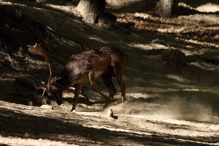 Daino: colorazione del mantello e altro...