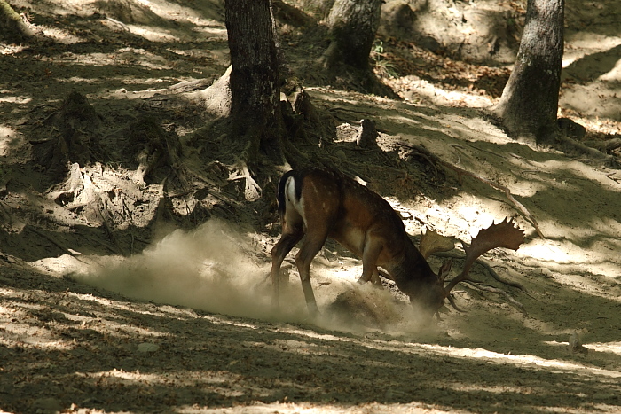Daino: colorazione del mantello e altro...