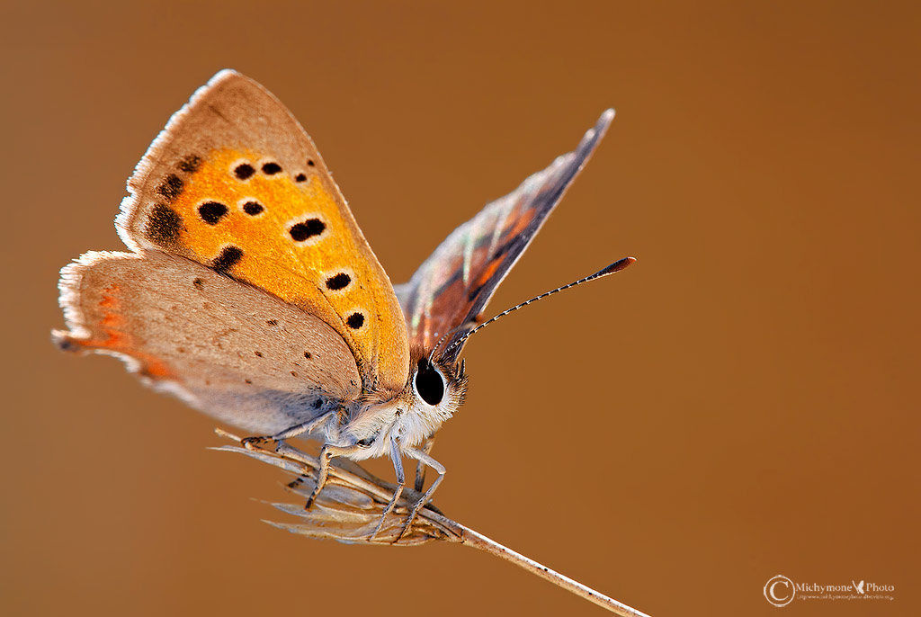 Di che licenide si tratta? - Lycaena phlaeas