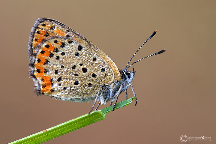 Aiuto a classificare questo licenide - Lycaena tityrus