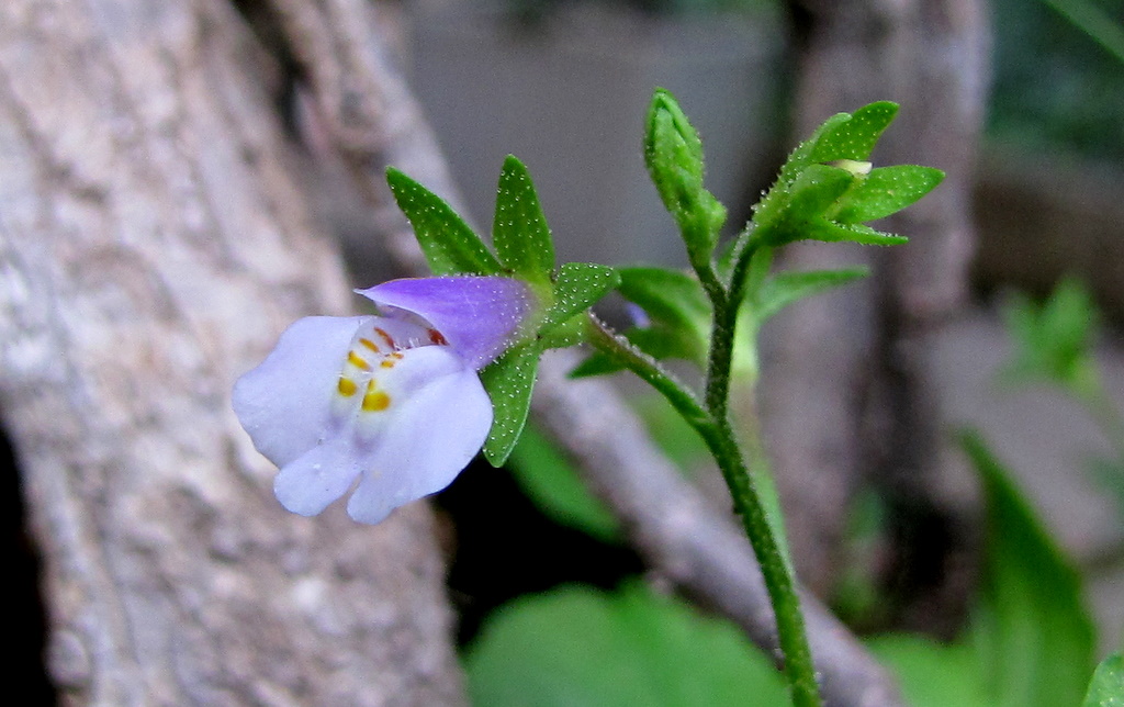 Mazus pumilus / Mazus nano