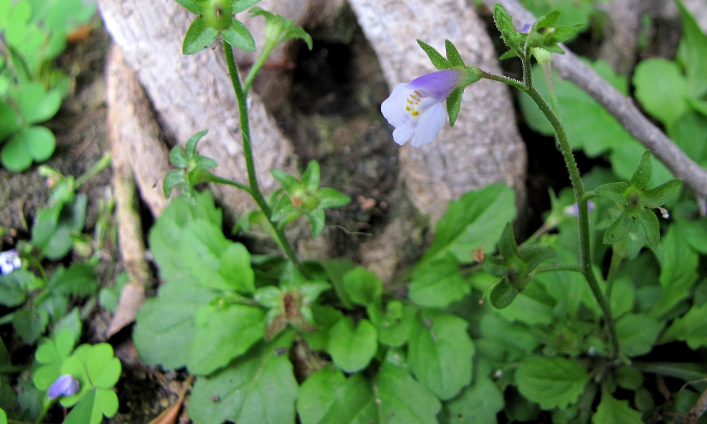 Mazus pumilus / Mazus nano