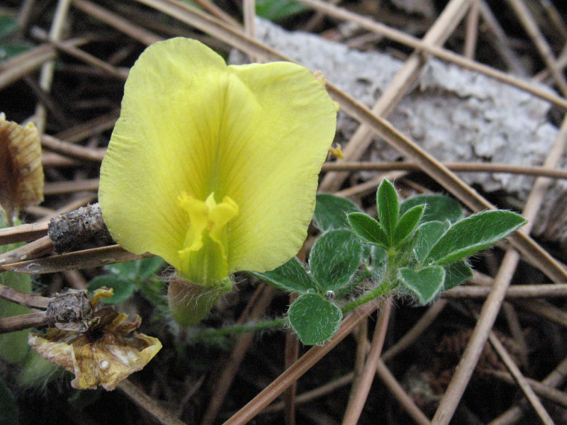 Cytisus hirsutus