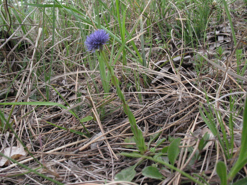 Globularia bisnagarica