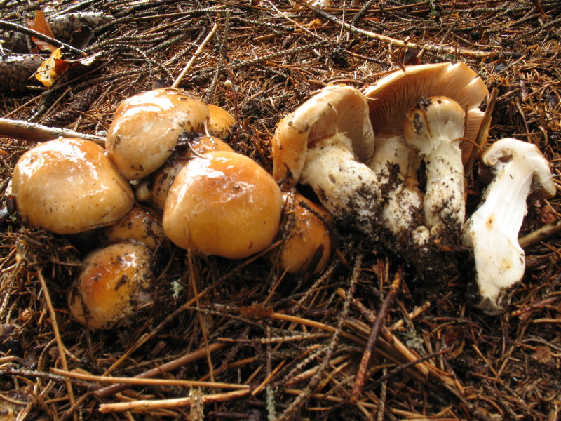 Cortinarius di montagna