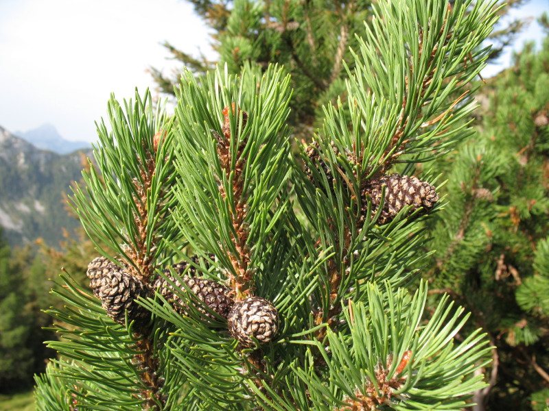 albero da determinare - Pinus cfr. sylvestris