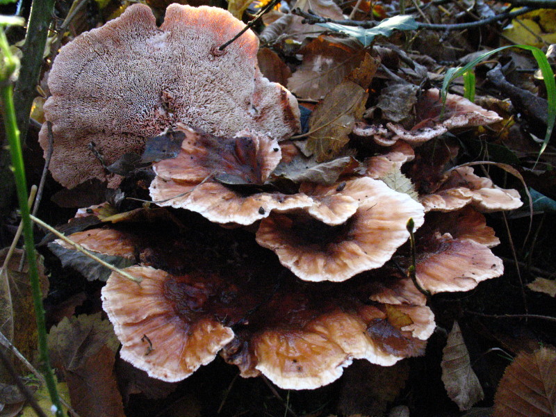 Su ceppaia di latifoglia (Abortiporus biennis)