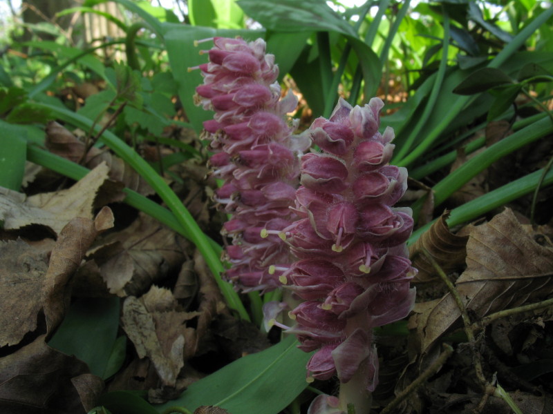 pianta parassita - Lathraea squamaria