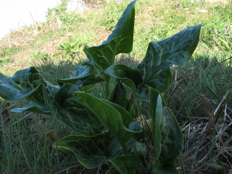 Piantina da campo 2 - Arum sp.
