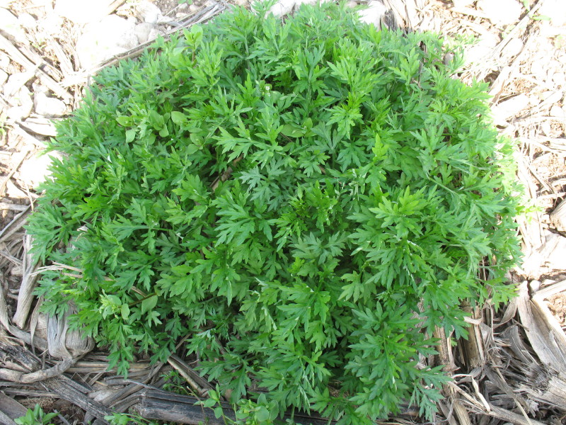 Piantina rustica - Artemisia sp.