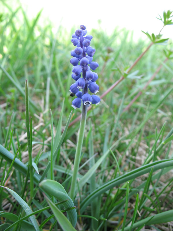 Muscari - cfr. Muscari botryoides