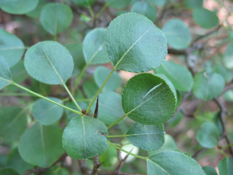 arbusto da determinare - Pyrus sp.